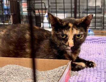 Domestic Short Hair Cats Available for Adoption in Augusta, Georgia - Liria | PetCurious