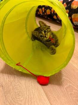 Gazelle -  Domestic Short Hair Cat for Adoption in Sunrise, Florida - Gazelle | PetCurious