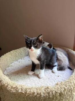 Mojo Jojo -  Domestic Short Hair Cat for Adoption in Saint Charles, Missouri - Mojo Jojo | PetCurious