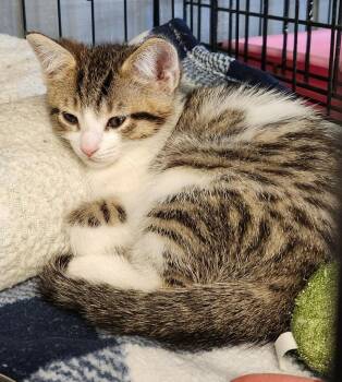 Domestic Short Hair Cats Available for Adoption - Moxie | PetCurious