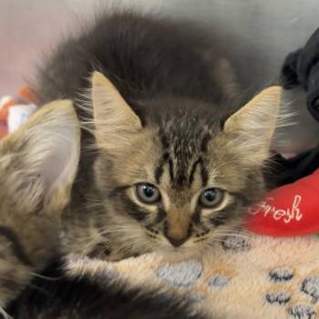 Kimi -  Domestic Short Hair Cat for Adoption in West Palm Beach, Florida - Kimi | PetCurious