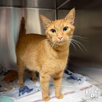 Domestic Short Hair Cats Available for Adoption in Washington, District Of Columbia - Elle | PetCurious