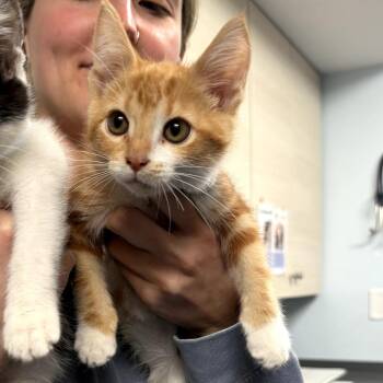 Domestic Short Hair Cats Available for Adoption - Andy | PetCurious