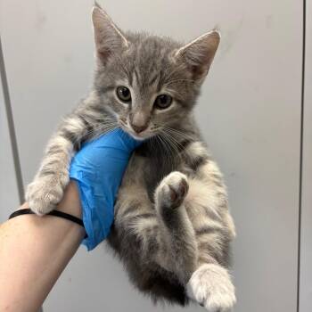 Domestic Short Hair Cats Available for Adoption in Columbiana, Alabama - Quack | PetCurious