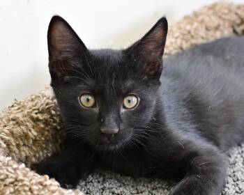 Timmy -  Domestic Short Hair Cat for Adoption in Corrales, New Mexico - Timmy | PetCurious