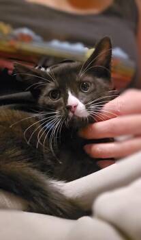 Donald Duck -  Domestic Short Hair Cat for Adoption in Pacifica, California - Donald Duck | PetCurious