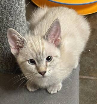 Sage -  Domestic Short Hair and Siamese Cat for Adoption in Oviedo, Florida - Sage | PetCurious
