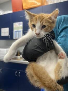 04682B Gin -  Domestic Short Hair Cat for Adoption in North Charleston, South Carolina - 04682B Gin | PetCurious