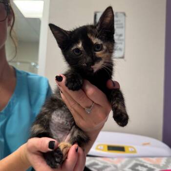 Lucina -  Domestic Short Hair Cat for Adoption in Englewood, Florida - Lucina | PetCurious