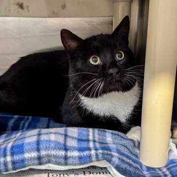 Domestic Short Hair Cats Available for Adoption - Heart | PetCurious