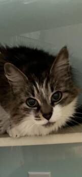 Gizmo -  Tabby Cat for Adoption in Holland, Michigan - Gizmo | PetCurious