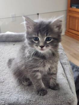 Syrup -  Domestic Medium Hair Cat for Adoption in Raleigh, North Carolina - Syrup | PetCurious