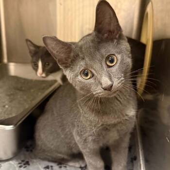 Geo -  Domestic Short Hair Cat for Adoption in Jacksboro, Tennessee - Geo | PetCurious