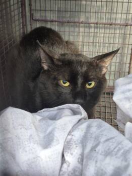 Domestic Medium Hair Cats Available for Adoption in San Antonio, Texas - JOHN | PetCurious