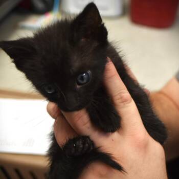 Domestic Short Hair Cats Available for Adoption - Snuggles | PetCurious