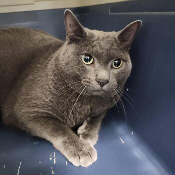 Rocco -  Domestic Short Hair and Mixed Breed Cat for Adoption in Clearwater, Florida - Rocco | PetCurious
