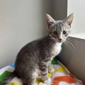 Heath -  Domestic Short Hair Cat for Adoption in Seward, Nebraska - Heath | PetCurious