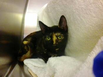 KIRA NERYS -  Domestic Short Hair Cat for Adoption in Omaha, Nebraska - KIRA NERYS | PetCurious