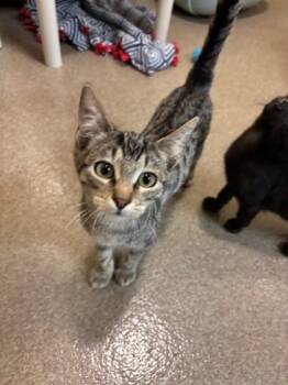 Rescue Domestic Short Hair Cats for Adoption in Everett, Washington - Fester | PetCurious