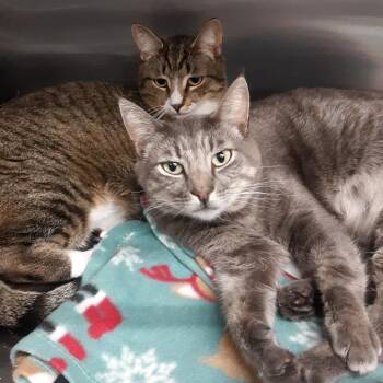 Domestic Short Hair Cats Available for Adoption in Spokane, Washington - Wall-E | PetCurious