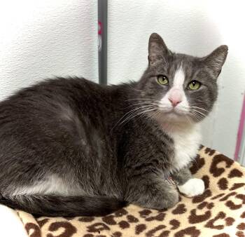 Domestic Short Hair Cats Available for Adoption - Jack | PetCurious