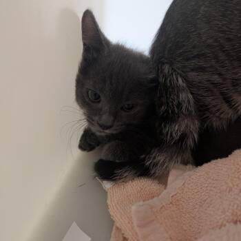 Clock -  Domestic Short Hair Cat for Adoption in Pasadena, California - Clock | PetCurious