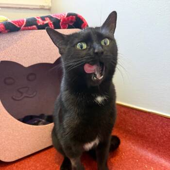 Domestic Short Hair Cats Available for Adoption - Pip | PetCurious