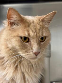 Domestic Medium Hair Cats Available for Adoption - Pumpkin | PetCurious