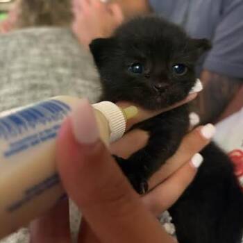 Sweet Pea -  Domestic Short Hair Cat for Adoption in Oceanside, New York - Sweet Pea | PetCurious