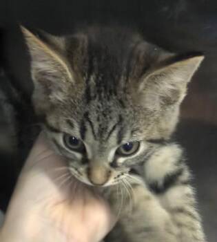 Sol -  Domestic Short Hair Cat for Adoption in Parma, Ohio - Sol | PetCurious