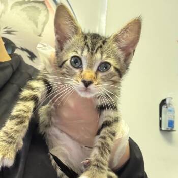 Azalea -  Domestic Short Hair Cat for Adoption in Asheville, North Carolina - Azalea | PetCurious