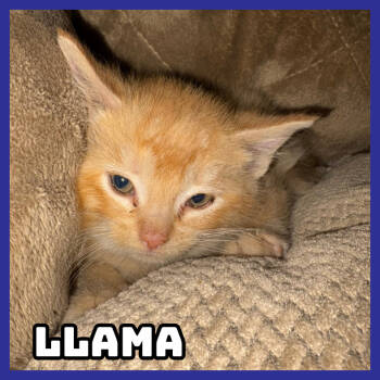 Rescue Domestic Short Hair Cats for Adoption in Glenwood, Minnesota - Llama | PetCurious