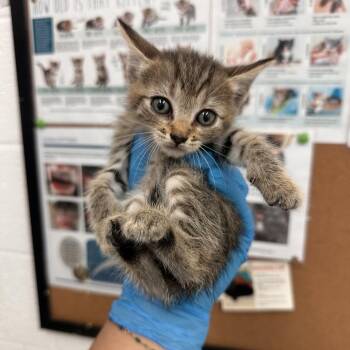 Domestic Short Hair Cats Available for Adoption in Edinburg, Texas - January | PetCurious