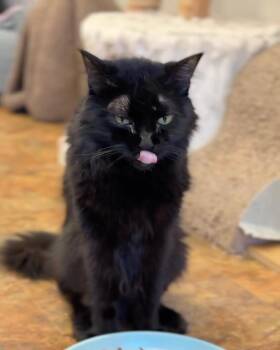 Fantasia -  Domestic Medium Hair Cat for Adoption in Miami Beach, Florida - Fantasia | PetCurious