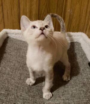 Tesla Bink -  Domestic Short Hair and Siamese Cat for Adoption in Chandler, Arizona - Tesla Bink | PetCurious