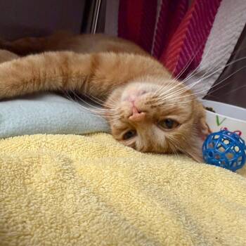 Domestic Short Hair Cats Available for Adoption in Pittsburgh, Pennsylvania - Clemmie | PetCurious