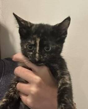 Plum Pudding -  Domestic Short Hair Cat for Adoption in Dallas, Texas - Plum Pudding | PetCurious