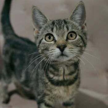 Peridot -  Domestic Short Hair Cat for Adoption in Sarasota, Florida - Peridot | PetCurious