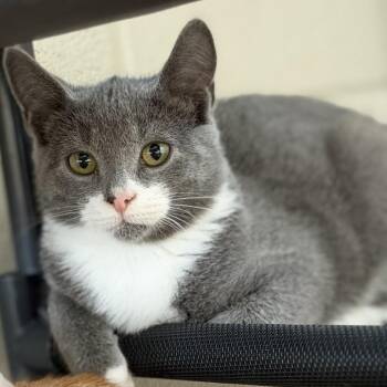Samurai -  Domestic Short Hair Cat for Adoption in Gloucester, Virginia - Samurai | PetCurious
