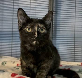 Nala -  Domestic Short Hair Cat for Adoption in Dale City, Virginia - Nala | PetCurious