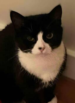 Rescue Domestic Short Hair Cats for Adoption in Hamilton, Ontario - Marsha | PetCurious