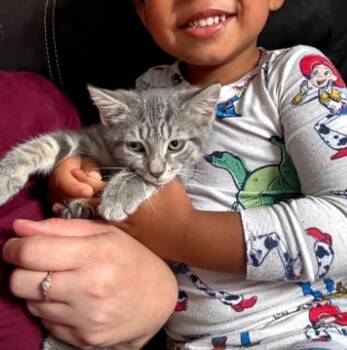 Smokey -  Tabby Cat for Adoption in Hawley, Pennsylvania - Smokey | PetCurious