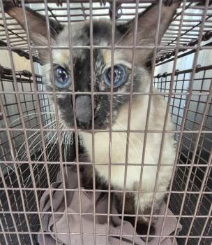 EMILY -  Siamese Cat for Adoption in San Antonio, Texas - EMILY | PetCurious