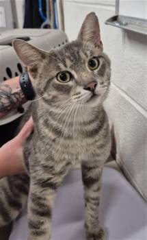 ISAAC -  Domestic Short Hair Cat for Adoption in St. Peters, Missouri - ISAAC | PetCurious