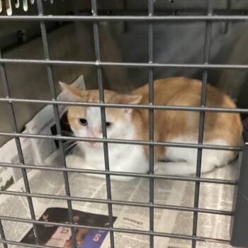Yellow Mellow -  Domestic Short Hair Cat for Adoption in Montgomery, Alabama - Yellow Mellow | PetCurious