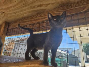 Coal -  Domestic Short Hair Cat for Adoption in Orangeburg, South Carolina - Coal | PetCurious