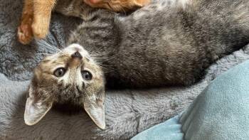 Frankie -  Domestic Short Hair Cat for Adoption in Raleigh, North Carolina - Frankie | PetCurious