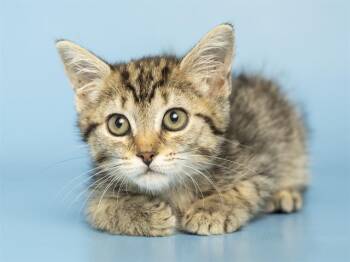 SCARLETT -  Domestic Short Hair Cat for Adoption in Phoenix, Arizona - SCARLETT | PetCurious