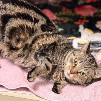 Domestic Short Hair Cats Available for Adoption in Cumming, Georgia - Minnie 2 | PetCurious