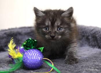 Alfalfa -  Domestic Medium Hair Cat for Adoption in Monroe, Georgia - Alfalfa | PetCurious